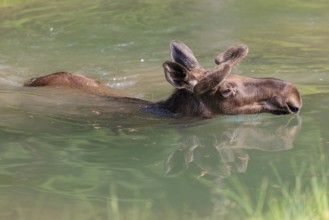 An aggressive bull moose (Alces alces) swims in a stream on a sunny day