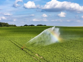Artificial irrigation with a sprinkler system in a field where sugar beet is grown, near Rheurdt,