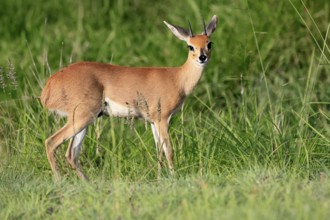 Steenbok (Raphicerus campestris), adult, male, foraging, vigilant, dwarf antelope, Kruger, Kruger