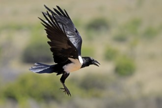 Shield raven (Corvus albus), adult, flying, calling, Mountain Zebra National Park, South Africa