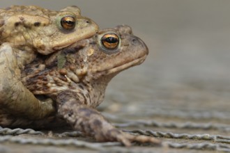 Common toad (Bufo bufo) two adults amphibian mating on a footpath, England, United Kingdom