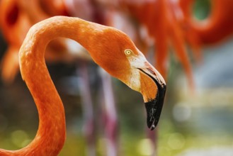 American flamingo, Phoenicopterus ruber, group of birds