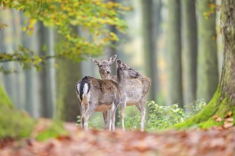 European fallow deer (dama dama) doe standing in a forest in autumn, Bavaria, Germany