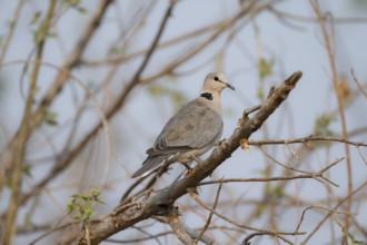 Cinereous Pigeon (Streptopelia capicola) sitting on a branch, Okavango Delta, Moremi Game Reserve,