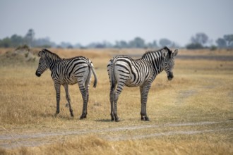 Steppe zebras (Equus quagga), two zebras in dry savannah, Okavango Delta, Moremi Game Reserve,