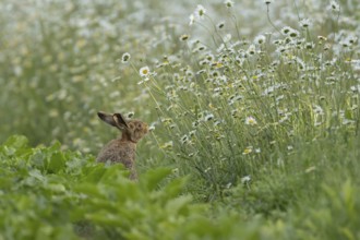 European brown hare (Lepus europaeus) adult animal on the edge of a farmland sugar beet field next