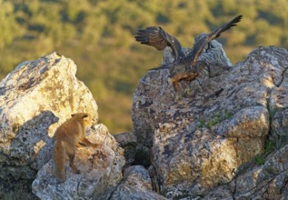 Golden eagle (Aquila chrysaetos) chases away a red fox fighting for food in the early morning