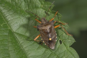 A Forest bug (Pentatoma rufipes) sitting on a nettle leaf in a natural environment,