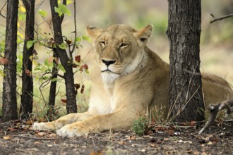Lion (Panthera leo), female, portrait, alert, sitting, Kruger, Kruger National Park, South Africa