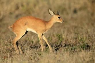 Steenbok (Raphicerus campestris), adult, male, foraging, vigilant, dwarf antelope, Kruger, Kruger