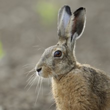Portrait in young maize... European hare (Lepus europaeus), adult, close-up, head portrait,