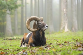 European mouflon (Ovis aries musimon) ram (male) lying in a forest in autumn, Bavaria, Germany