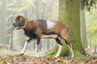 European mouflon (Ovis aries musimon) ram (male) walking in a forest in autumn, Bavaria, Germany
