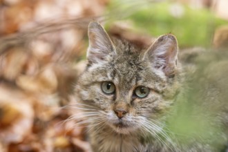 European wildcat (Felis silvestris silvestris) in a forest in autumn, portrait, Bavaria, Germany