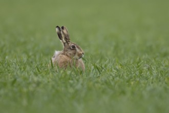 European brown hare (Lepus europaeus) adult animal feeding in a farmland cereal field in