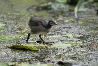 Green-footed moorhen (Gallinula chloropus), chick running over water plants, Lower Rhine, North