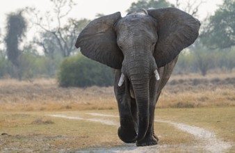 African elephant (Loxodonta africana), adult, Okavango Delta, Moremi Game Reserve, Botswana