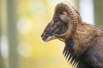 European mouflon (Ovis aries musimon) ram (male) standing in a forest in autumn, portrait, Bavaria,