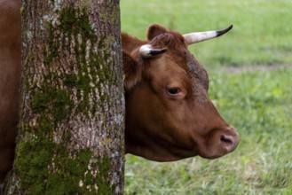 Brown cow leaning against a tree covered with moss, Zgornje Jezersko, Gorenjska, Slovenia
