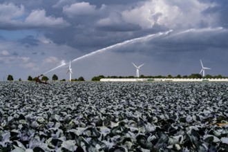 Agriculture, artificial irrigation of a field, irrigation system, cabbage cultivation, red cabbage,