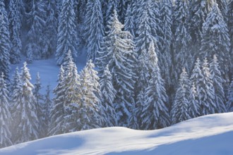 Freshly snow-covered spruce forest, Sattelegg, Schwyz, Switzerland