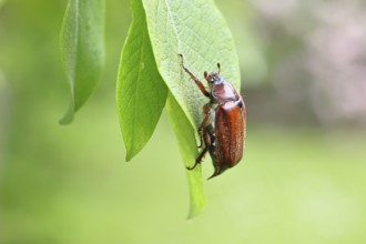 May beetle, wood cockchafer (Melolontha hippocastani), female, on leaf of a willow (Salix caprea),