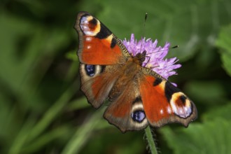 Peacock's eye (Inachis io) on a forest widow flower (Knautia sylvatica), Baden-Württemberg, Germany