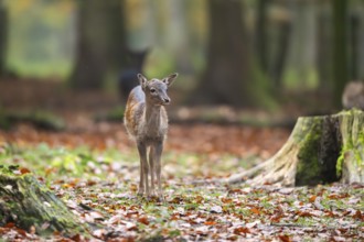 European fallow deer (dama dama) doe standing in a forest in autumn, Bavaria, Germany