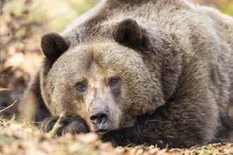Eurasian Brown Bear (Ursus arctos arctos) lying in a forest, portrait, Bavaria, Germany