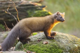 European pine marten (Martes martes) in a forest in autumn, Bavaria, Germany