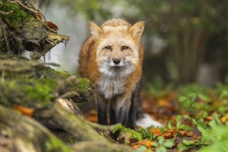 Red fox (Vulpes vulpes) staning in a forest in autumn, Bavaria, Germany
