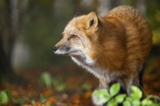Red fox (Vulpes vulpes) standing in a forest in autumn, Bavaria, Germany