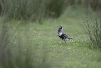 Ruff (Philomachus pugnax) in a meadow, Texel, North Holland, Netherlands