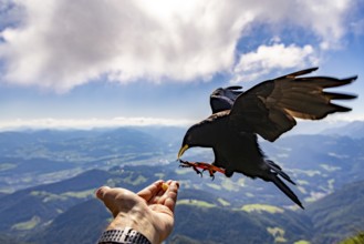 Alpine chough (Pyrrhocorax graculus) takes food from the hand of a mountaineer, Untersberg,