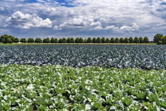 Agriculture, fields, cabbage cultivation, red cabbage and white cabbage, near Kempen on the Lower
