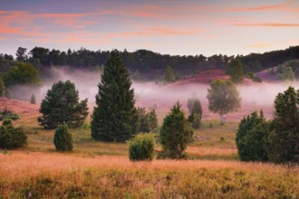 Juniper trees and flowering heath at Totengrund in Lüneburg Heath nature park Park, Lower Saxony,