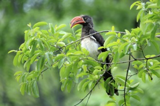 South African crowned hornbill (Lophoceros alboterminatus suahelicus), adult, on tree, alert,