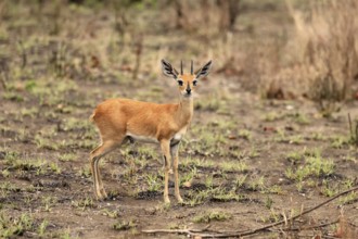 Steenbok (Raphicerus campestris), adult, male, foraging, vigilant, dwarf antelope, Kruger, Kruger