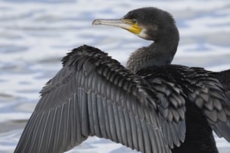 Great cormorant (Phalacrocorax carbo) adult bird drying its wings on a tree branch, Norfolk,