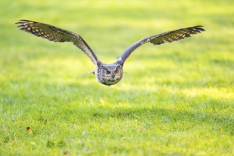 Eurasian eagle-owl (Bubo bubo) flying over a meadow, autumn, Bavaria, Germany