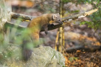 European pine marten (Martes martes) in a forest in autumn, Bavaria, Germany