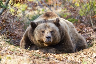 Eurasian Brown Bear (Ursus arctos arctos) lying in a forest, Bavaria, Germany
