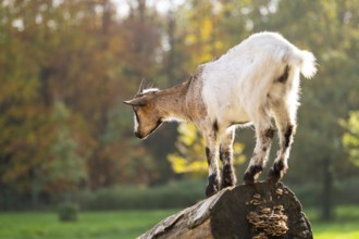 Domestic goat (Capra hircus) standing on a wood in autumn, Bavaria, Germany