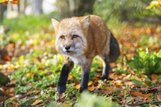 Red fox (Vulpes vulpes) walking in a forest in autumn, Bavaria, Germany