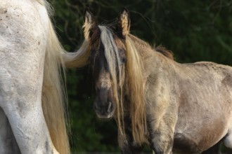 Twee paarden staan dicht bij elkaar, waarbij het ene paard zijn staart gebruikt als een interactief