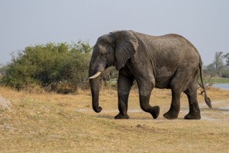 African elephant (Loxodonta africana), adult, Okavango Delta, Moremi Game Reserve, Botswana
