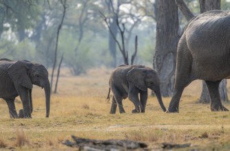 African elephant (Loxodonta africana), two young running behind the mother, Okavango Delta, Moremi
