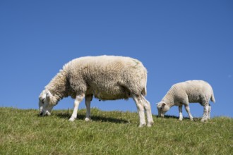 Two sheep feeding on the dyke, Pellworm Island, North Frisia, North Sea, Schleswig-Holstein,