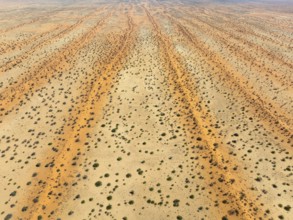 Parallel, linear sand dunes grown with camelthorn trees (Vachellia erioloba) in the Kalahari Desert