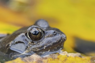 Common frog (Rana temporaria) adult amphibian in a garden pond with fallen autumn leaves on the